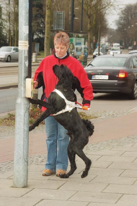 Bild eines Labradors der auf die Ampeltaste drückt